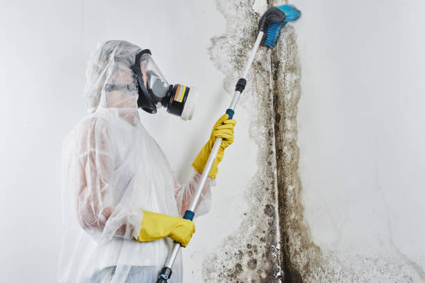 Why You Should Choose Our Mold Remediation Services in Moa, UT